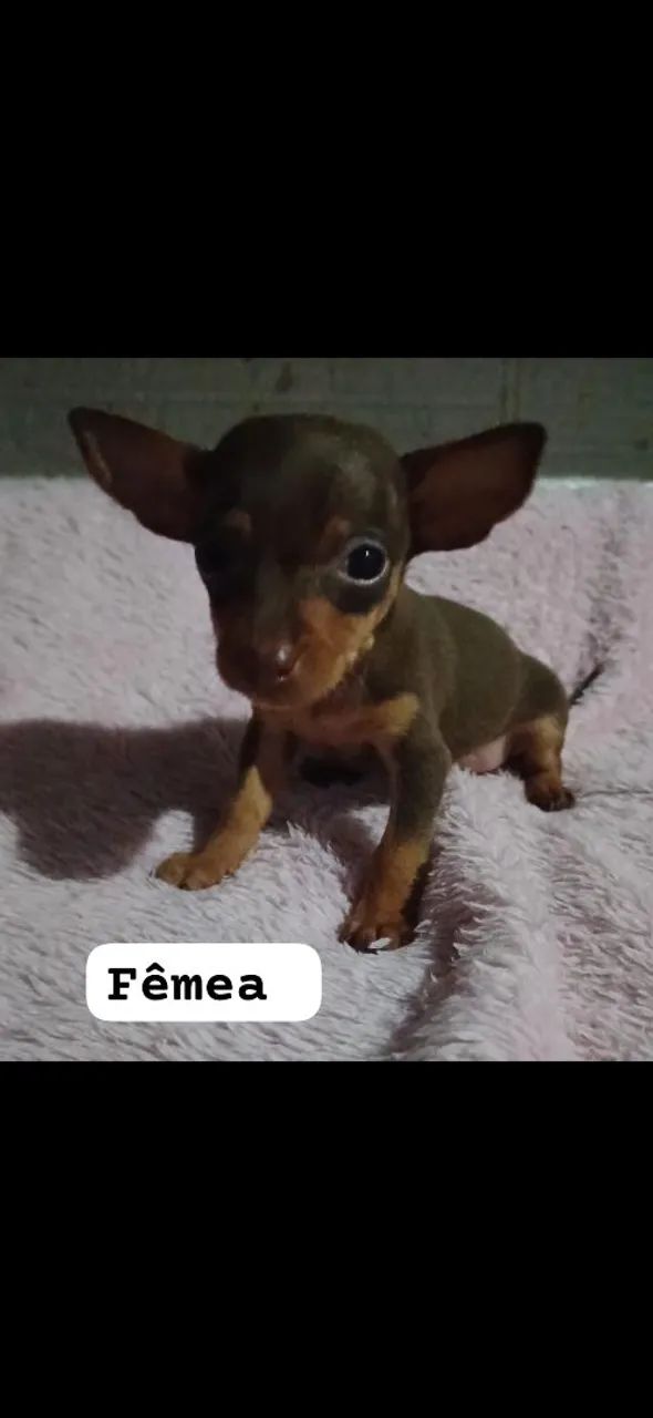 Vende lindos filhotes de pinscher  - Foto 5