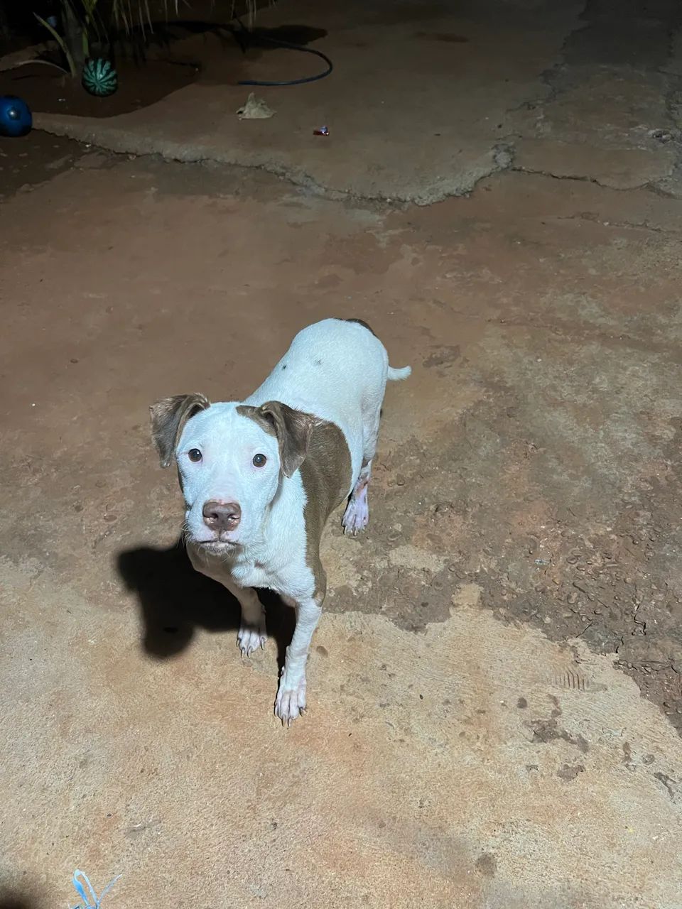 Cachorro  - Foto 4