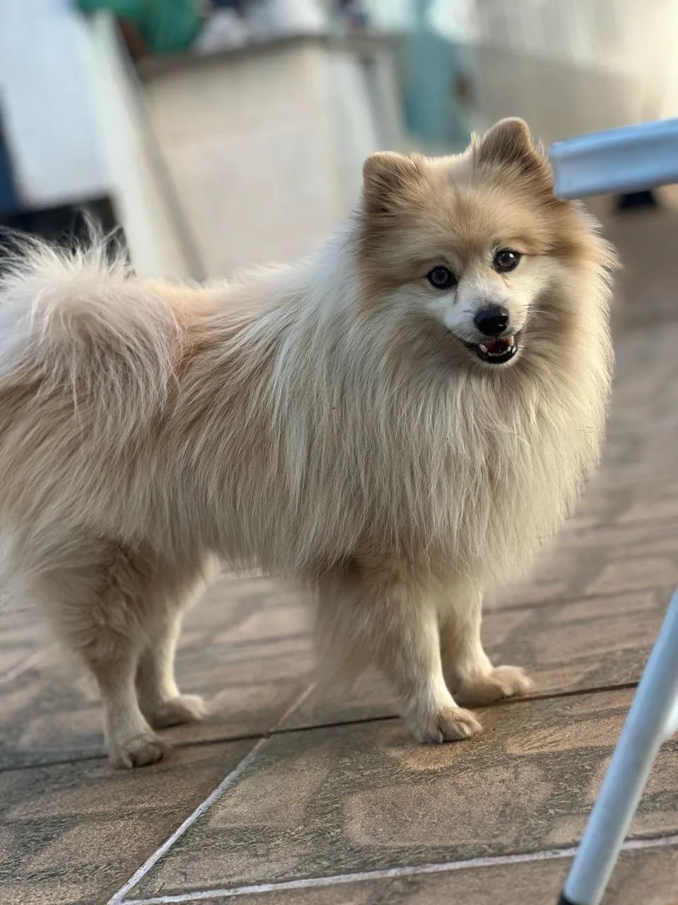 Spitz alemão  - Foto 2