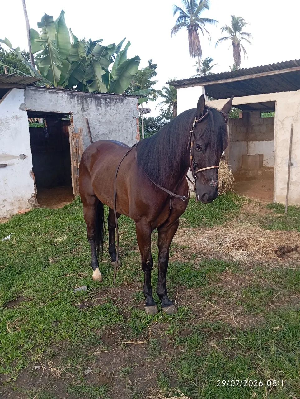 Cavalo QM - Foto 5