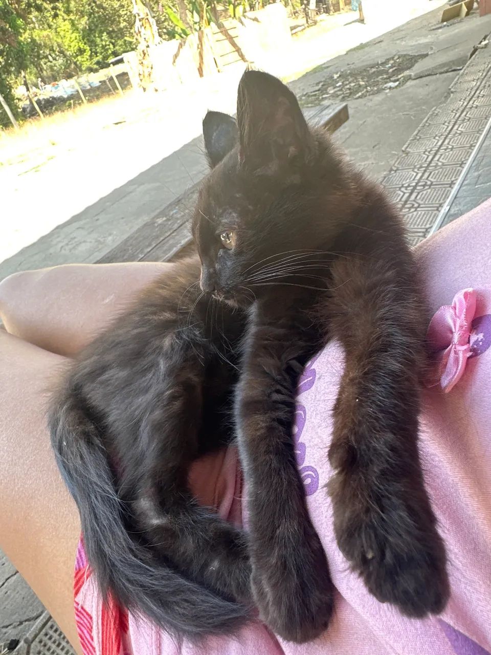 Doa-se gatinho  - Foto 2