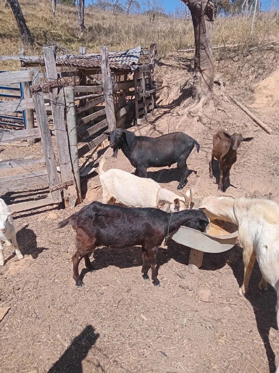 Vendo lote de cabras  - Foto 4