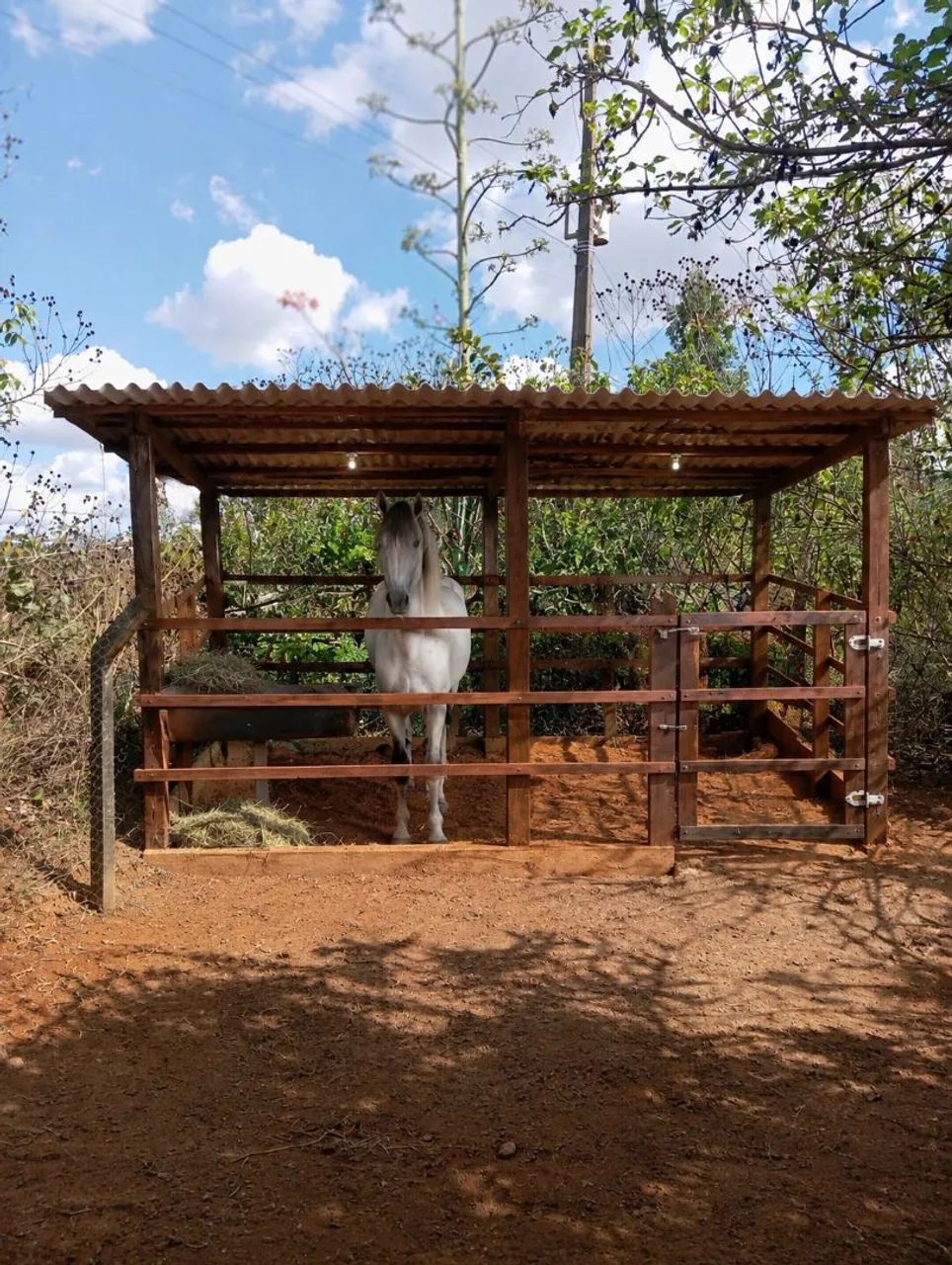 cavalo forte e saudável 
