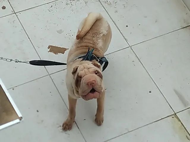 Procuro namorada Sharpei - Foto 3