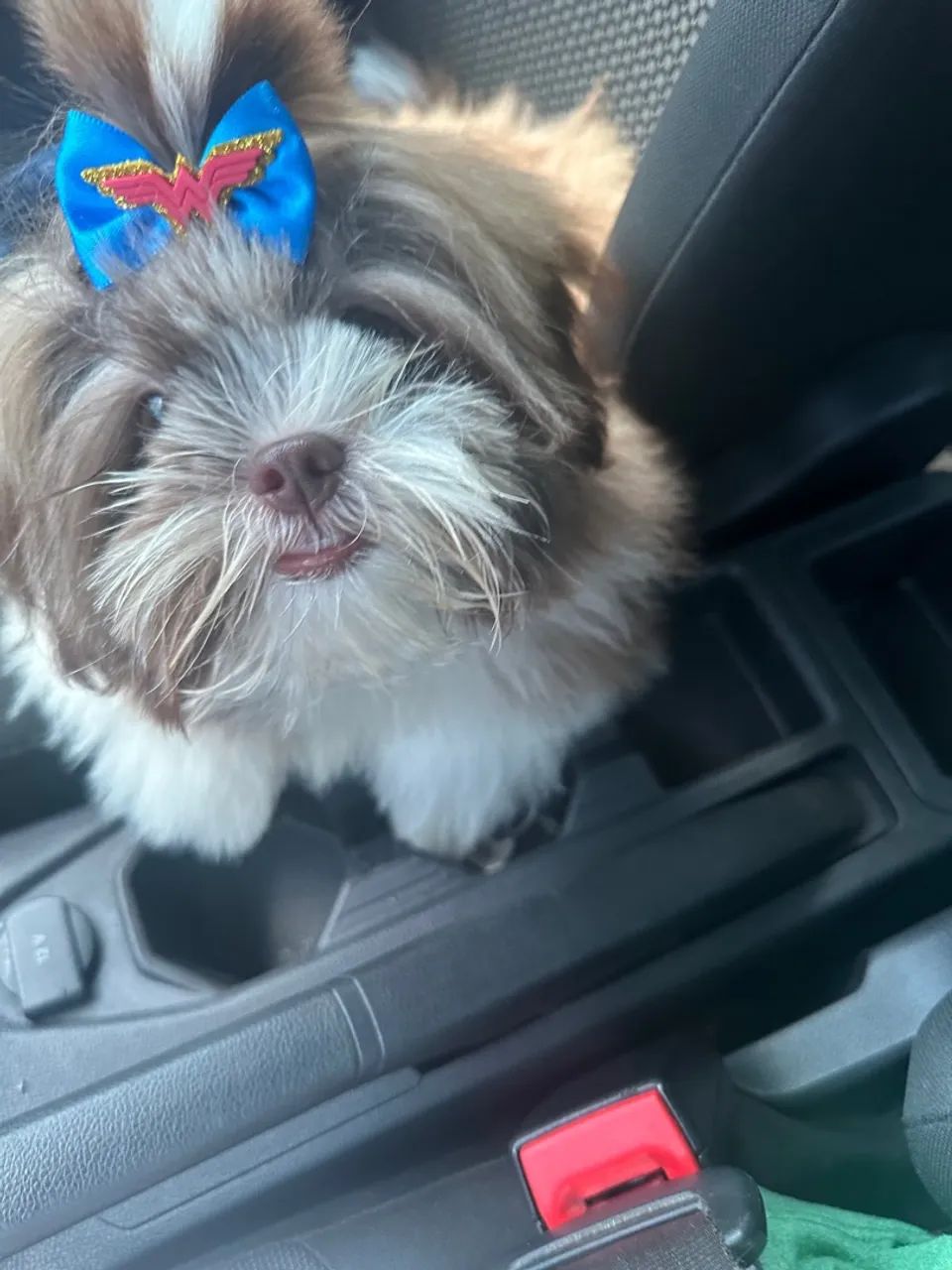 Shitzu a procura de uma namorada 