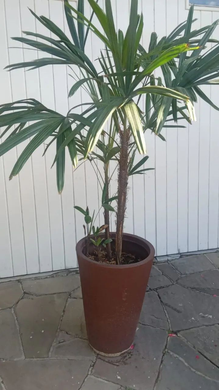 Palmeira Ráfia com vaso