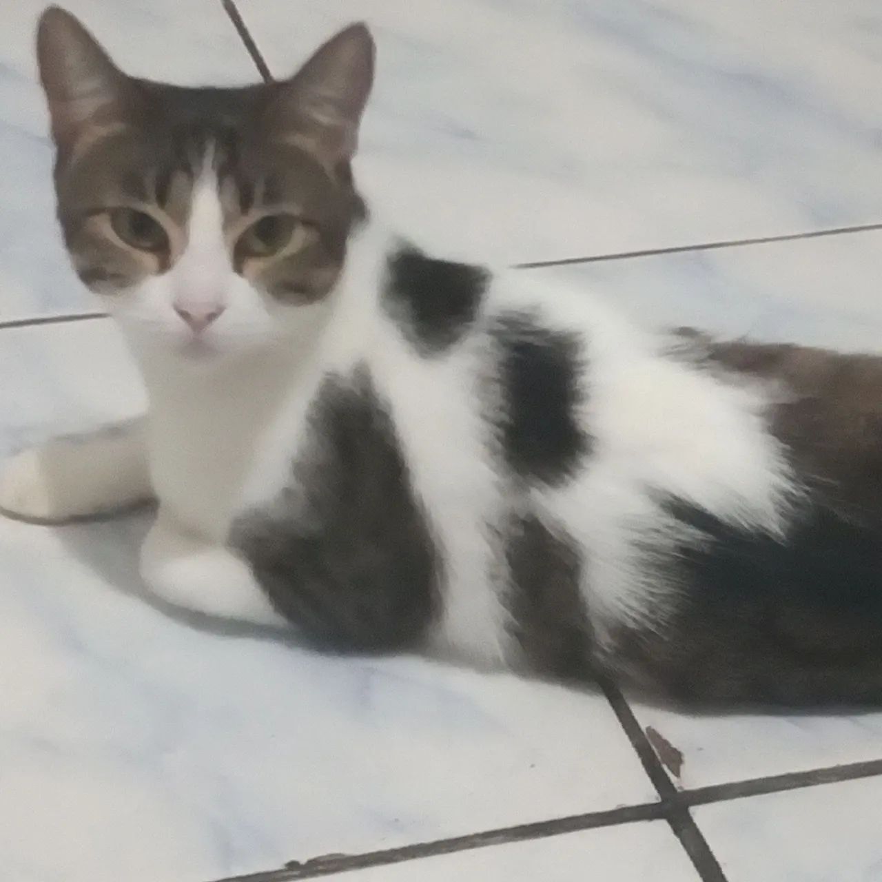 GATINHA CASTRADA - Foto 2