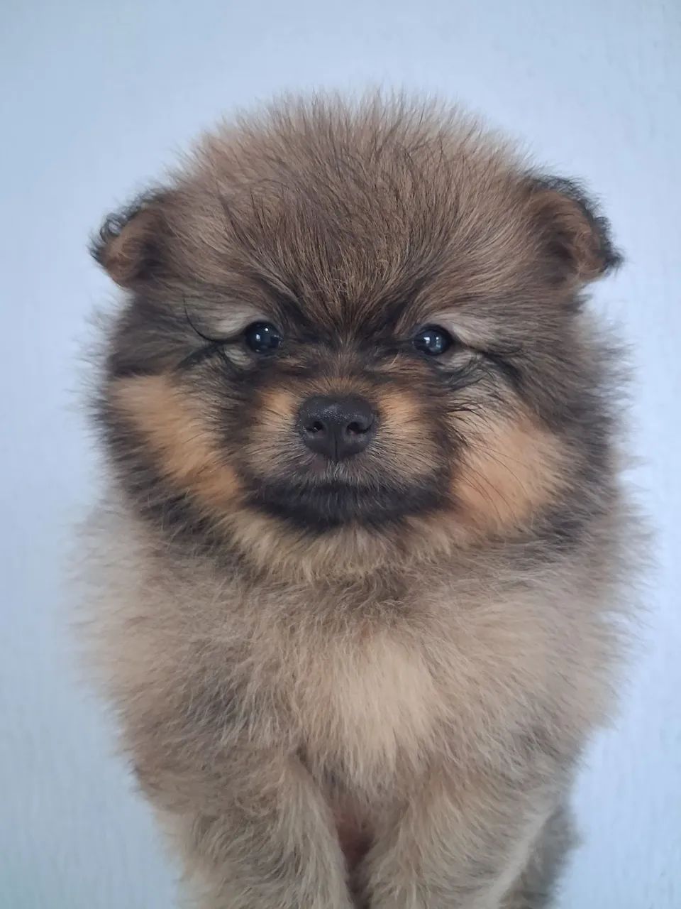 Spitz alemão  - Foto 2