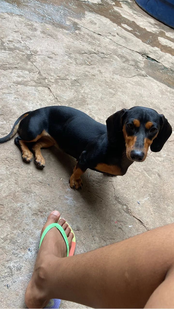 Dachshund MACHO FILHOTE - Foto 3