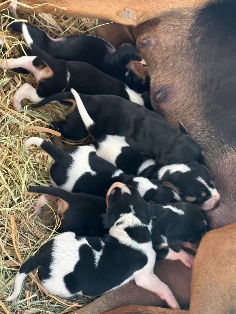 Cachorro de caça Americano - Foto 5