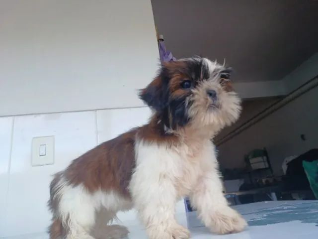 Shih-tzu Macho