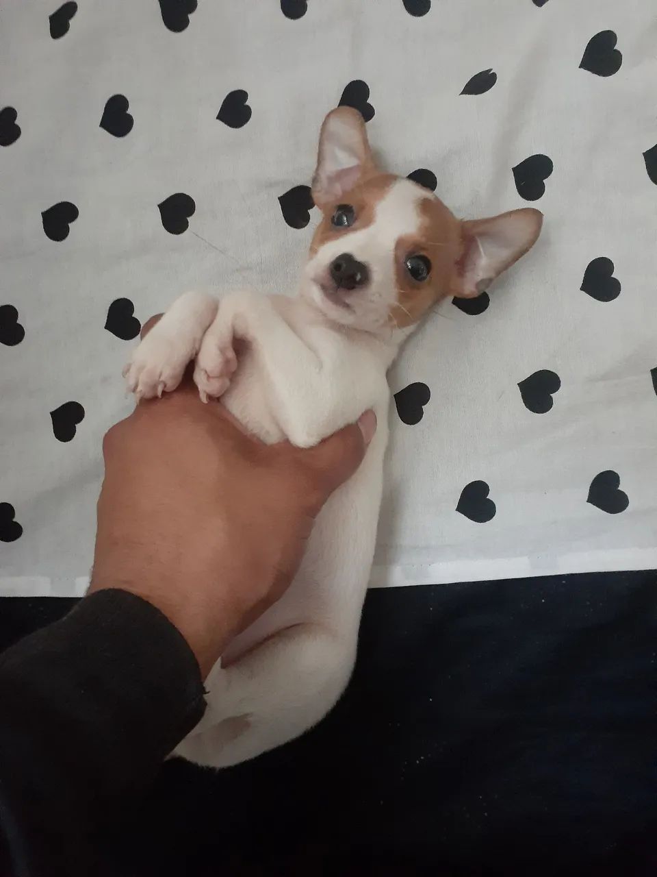 Pinscher 0 zero