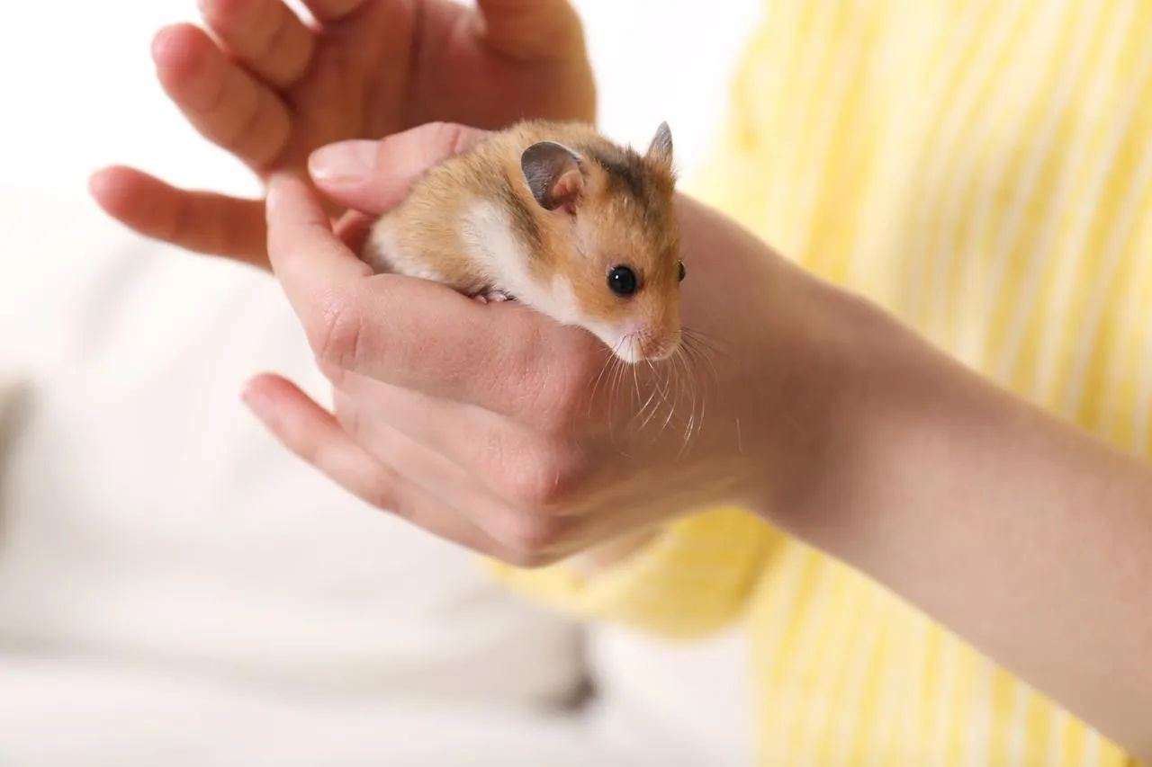Hamster415080012842291202