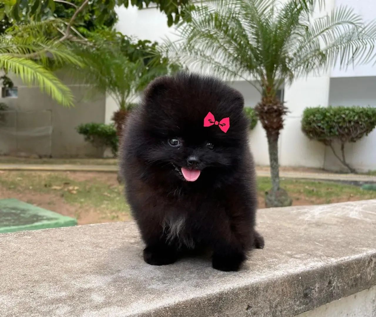 Ursinha Minúscula Black Pedigree CBKC  - Foto 3