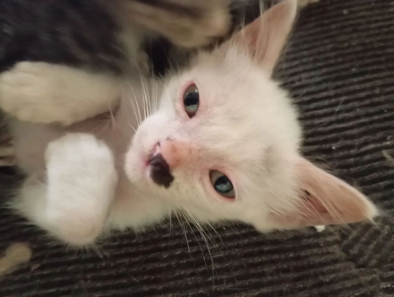 Gatinho pra doação  - Foto 3