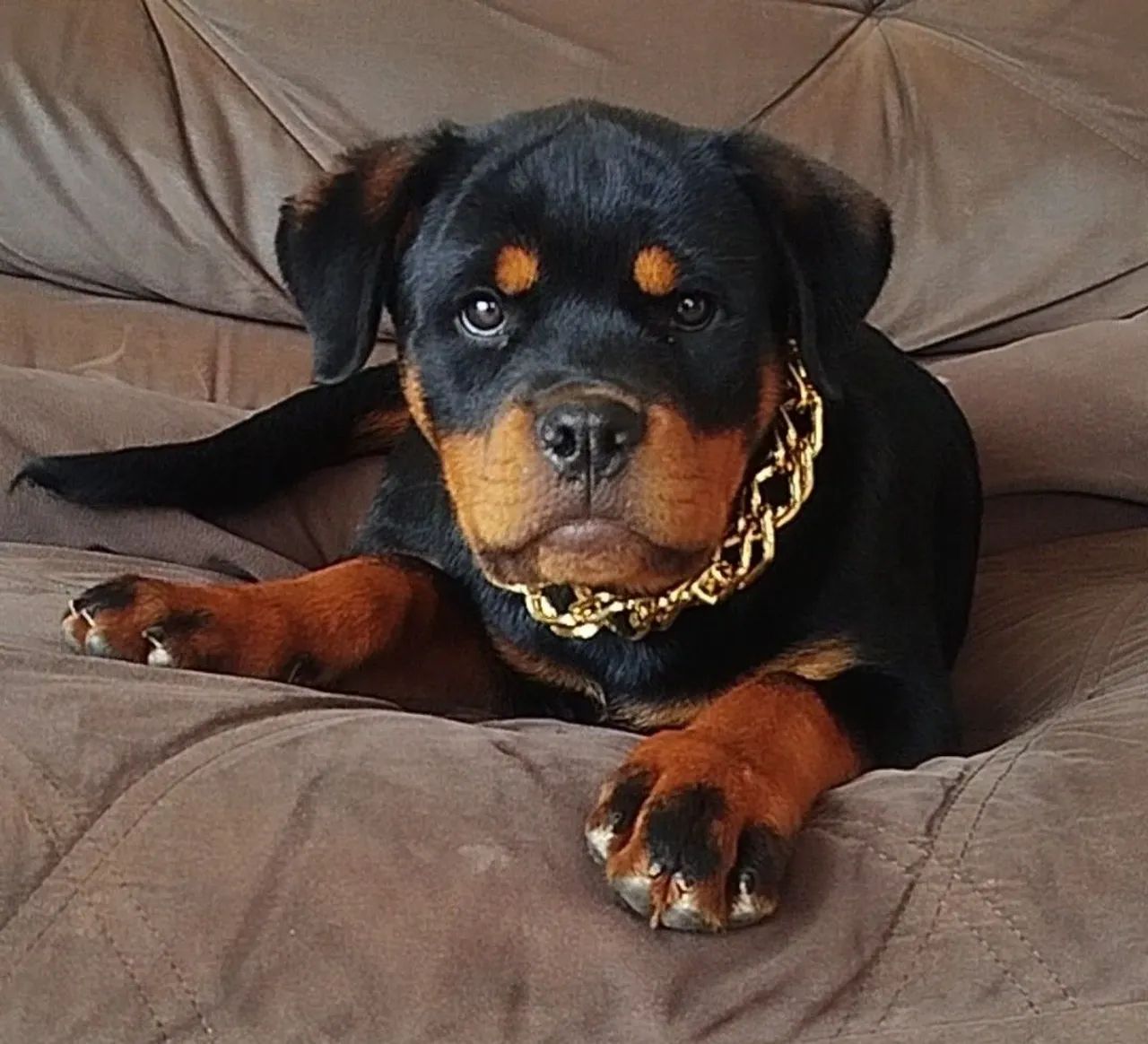 Fêmea Rottweiler 3 meses - Foto 2