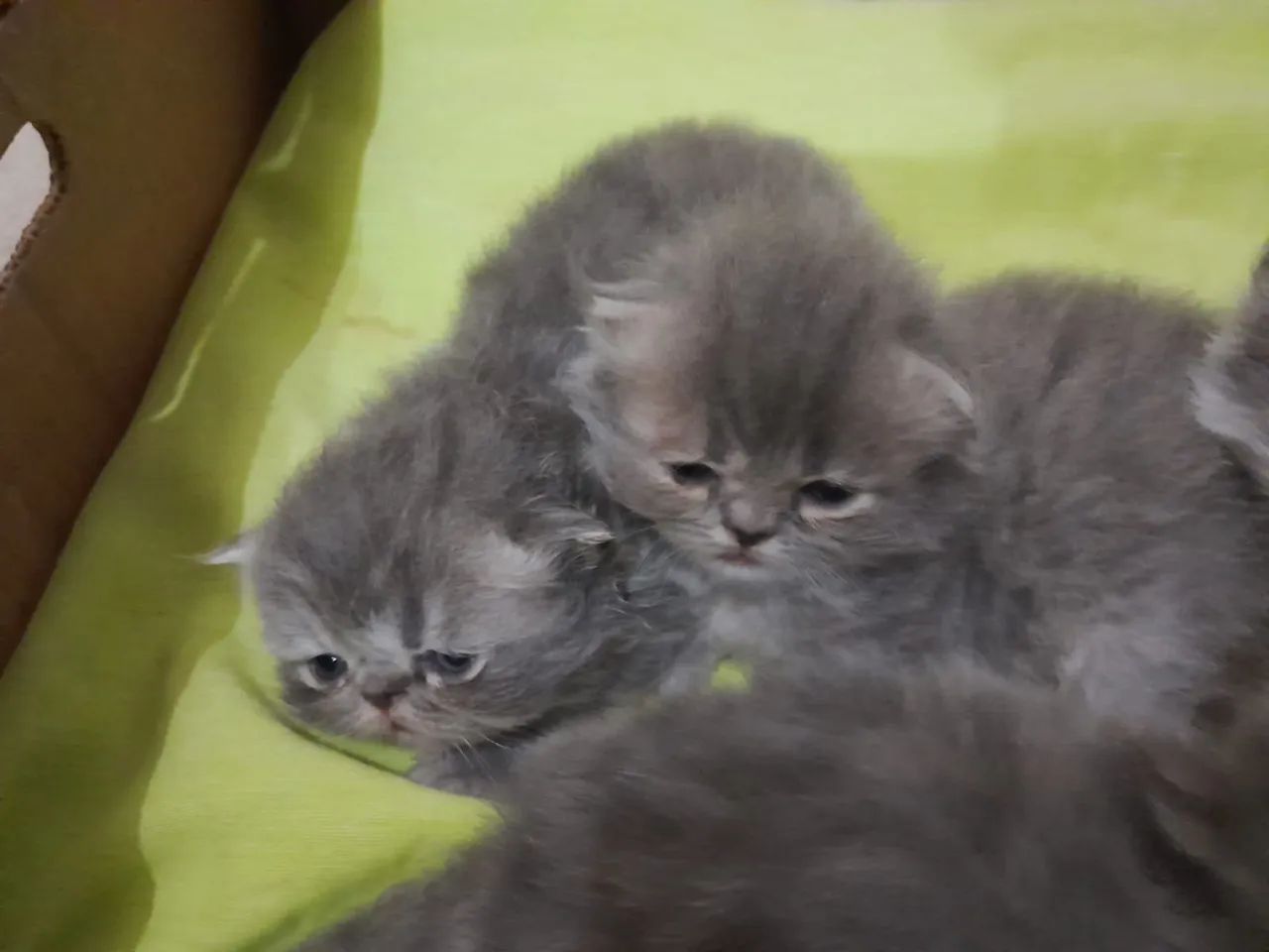 Filhotes de persa padrão top 