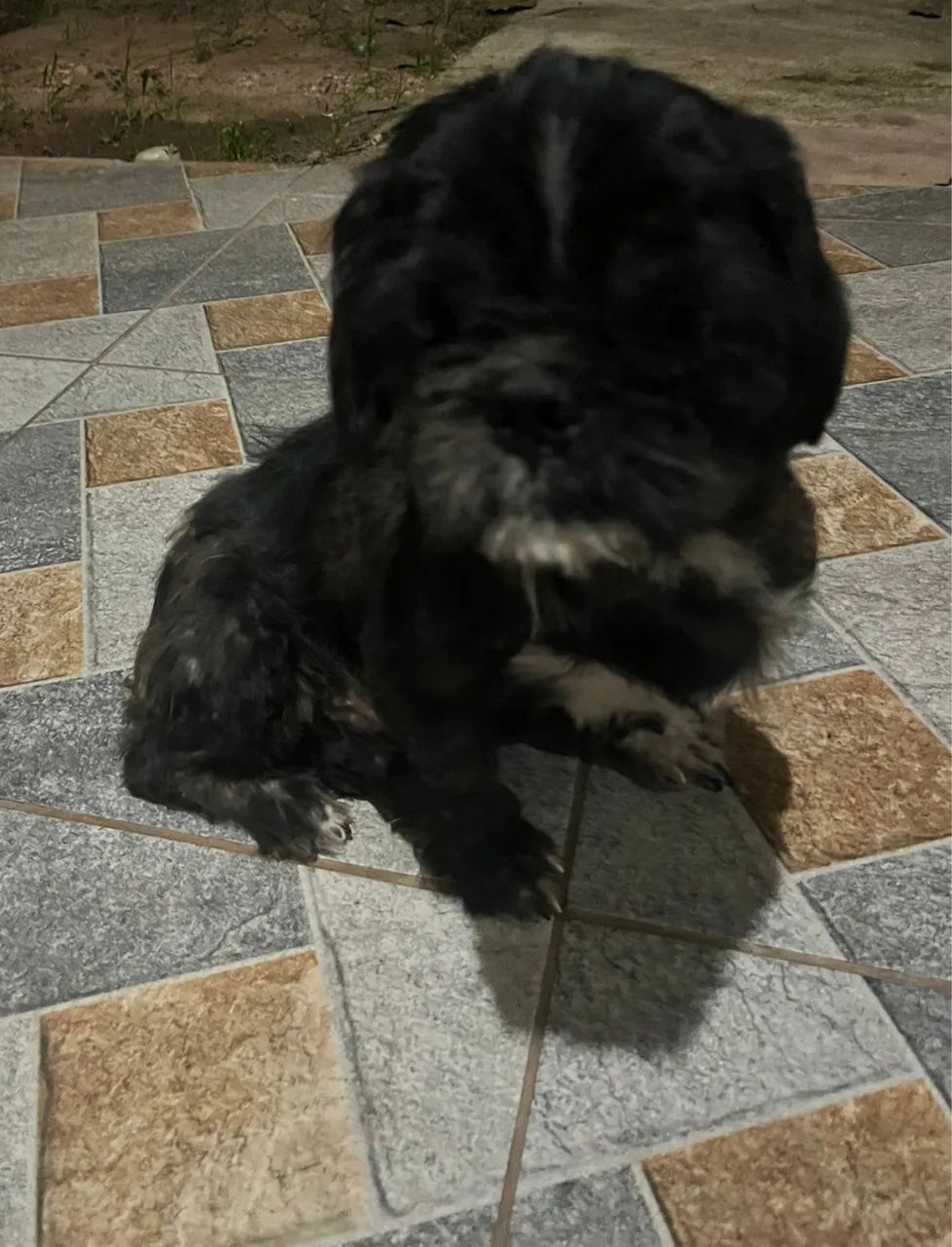 Shih tzu  - Foto 2