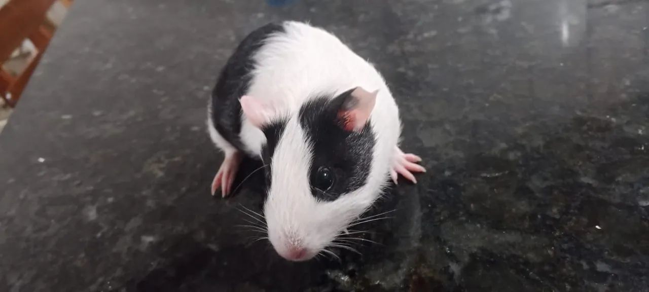 Vendo porquinho da índia - Foto 6