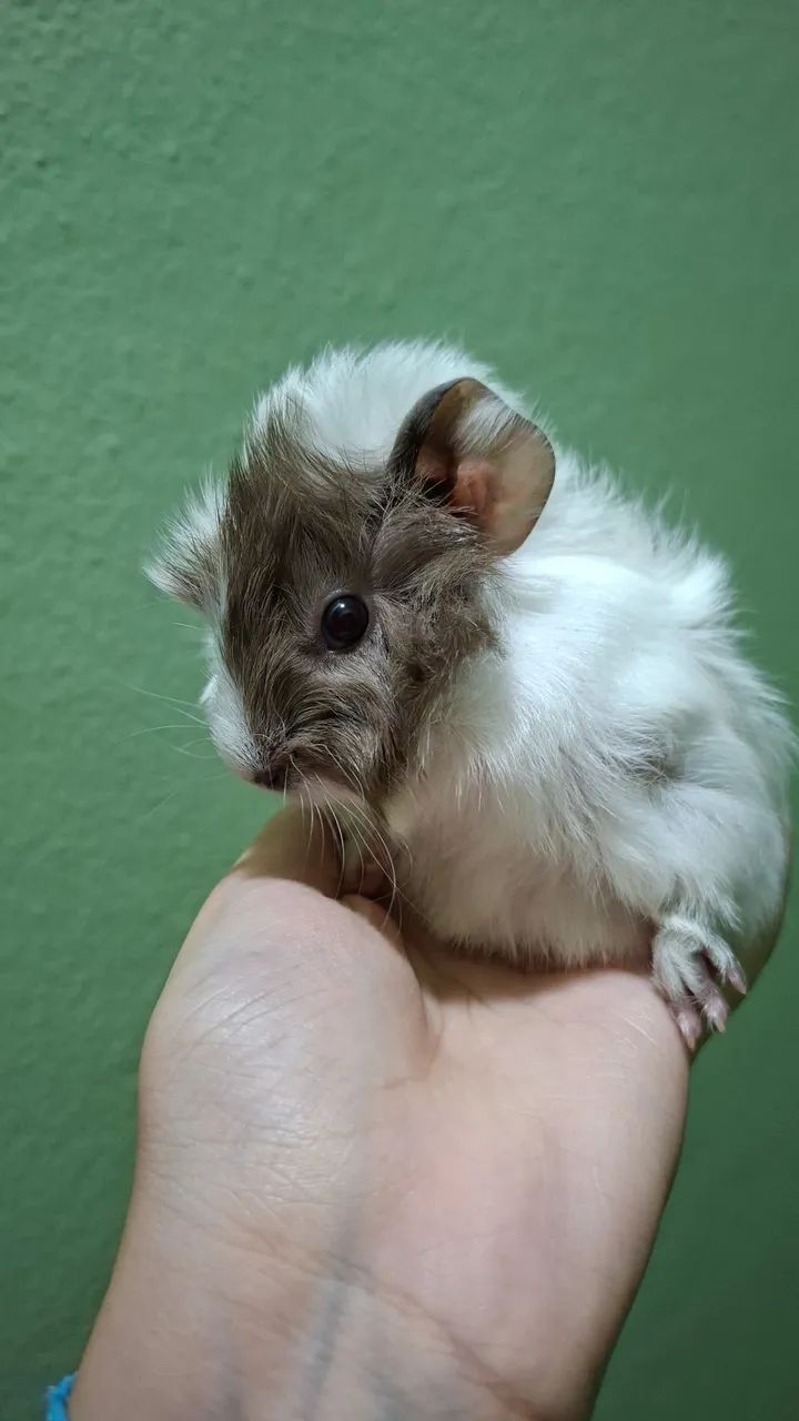 Porquinho da Índia Macho