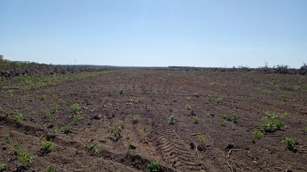 Fazenda à Venda  Santa Rita do Tocantins/TO - Foto 5