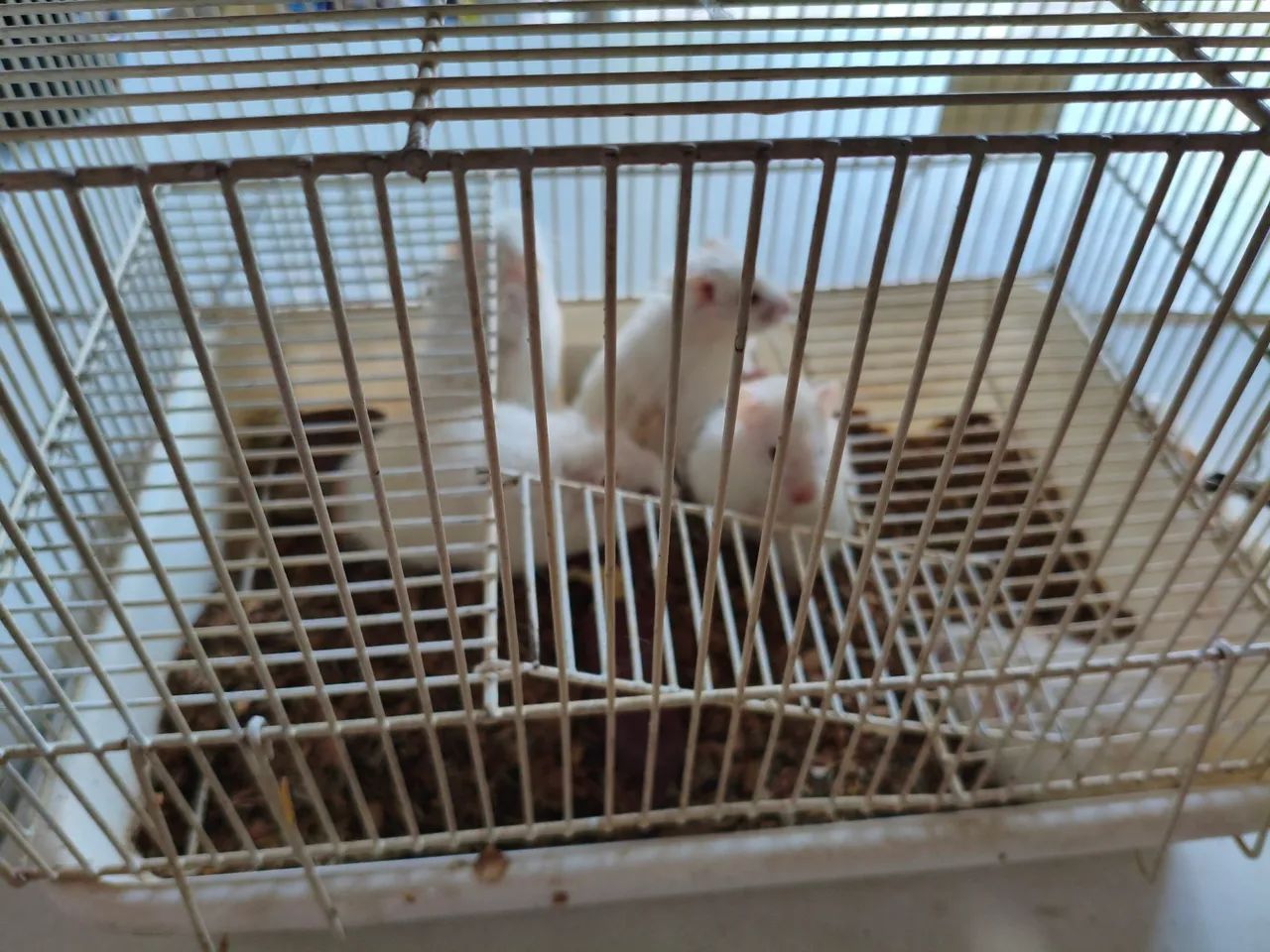 HAMSTER SÍRIO