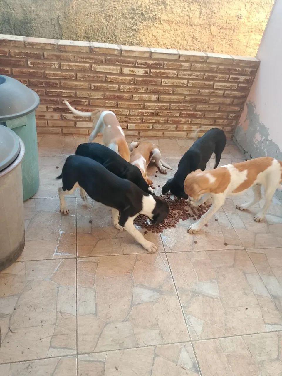 dog alemão - Foto 3