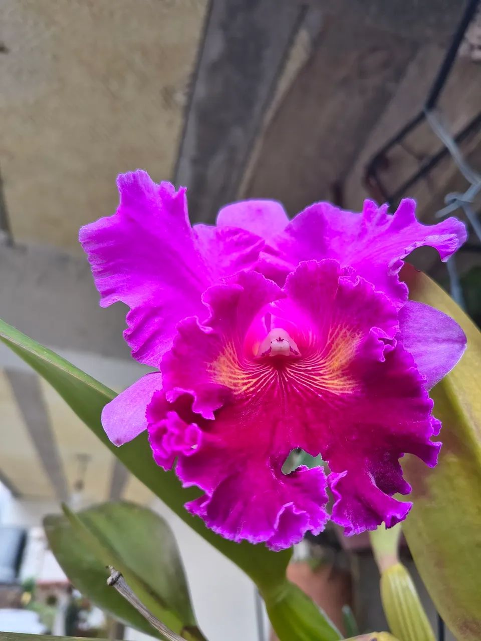 Orquídeas Cattleya  - Foto 4
