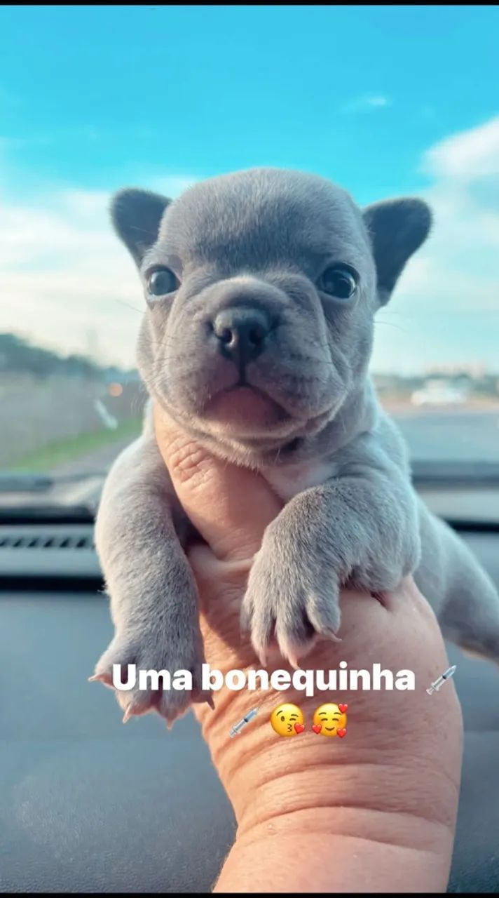 Buldogues francês 