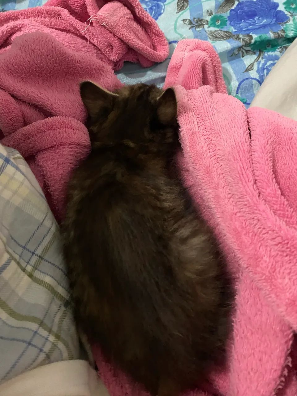 Gatinha filhote - Foto 2