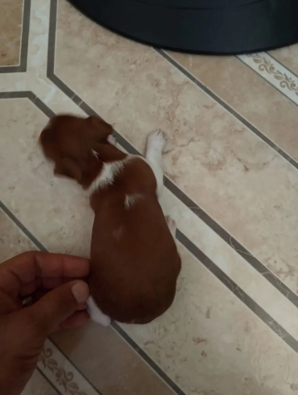 Vendo Filhotes de Pinscher 