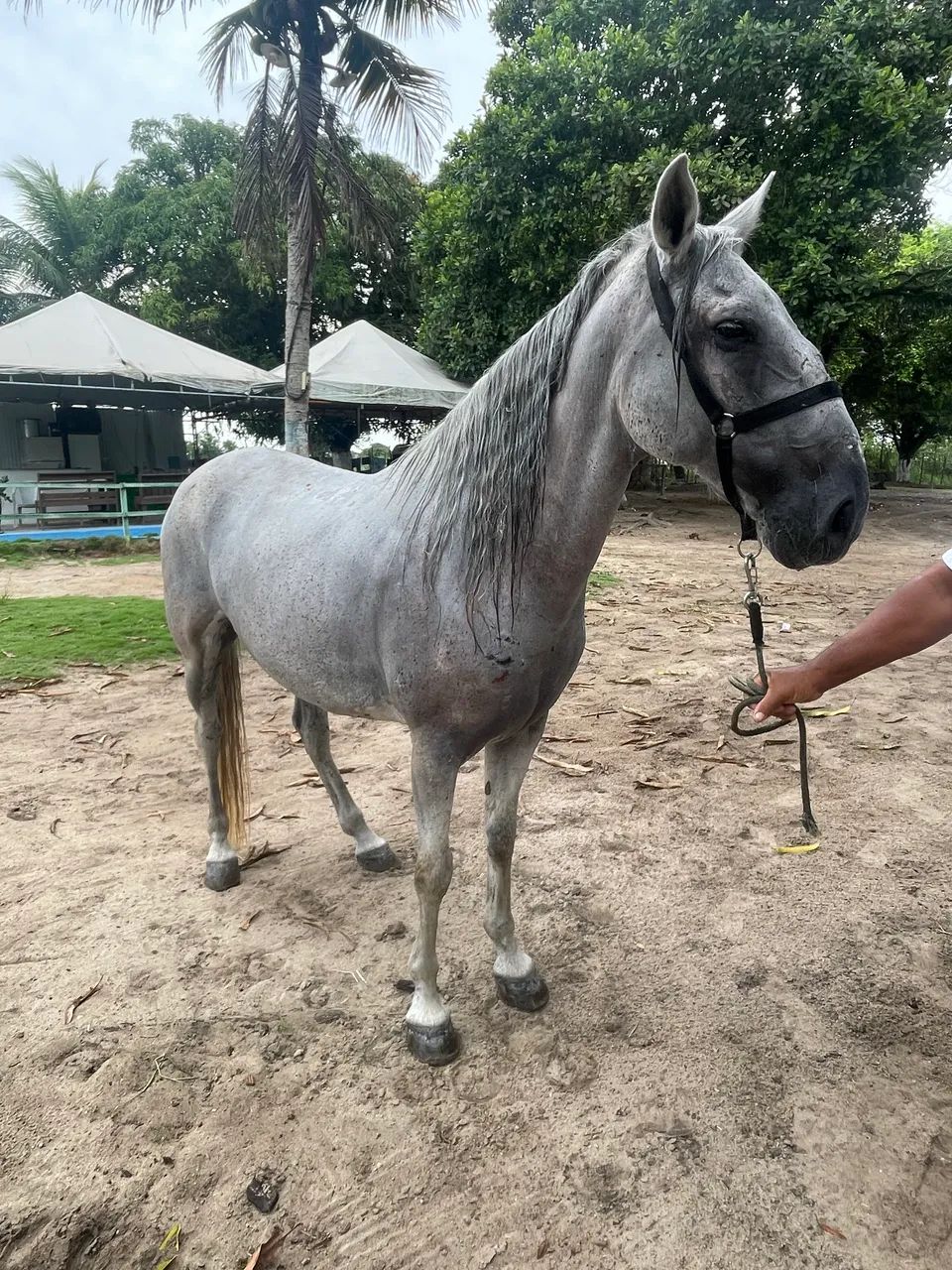 Cavalo Mangalarga  - Foto 2