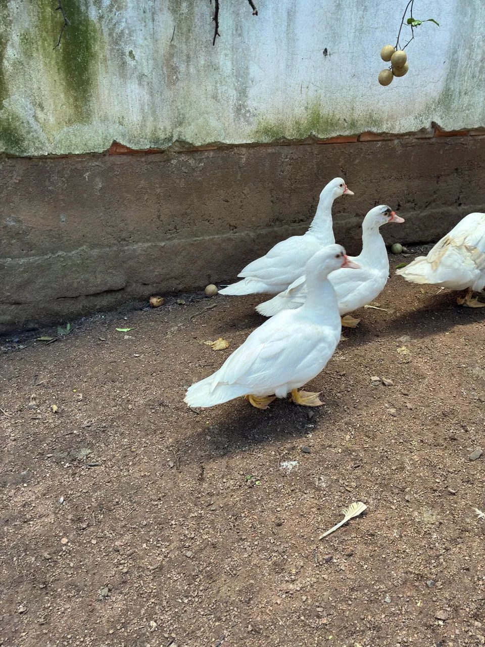 Patos em viamao  - Foto 3