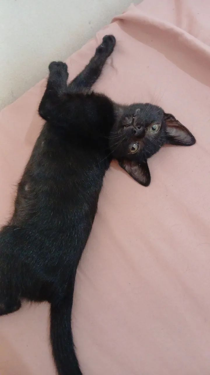 GATA PARA DOAÇÃO - Foto 3