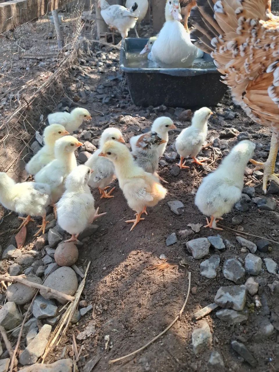 Frango, pintinhos e patos - Foto 4