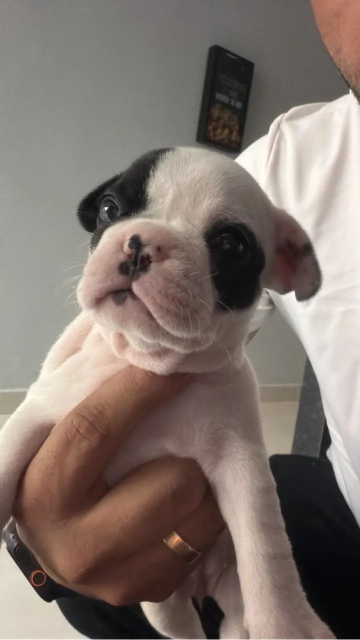 Buldogue francês  - Foto 3