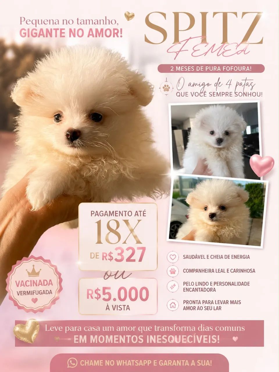 Spitz fêmea Canil Amor de Poms  - Foto 4