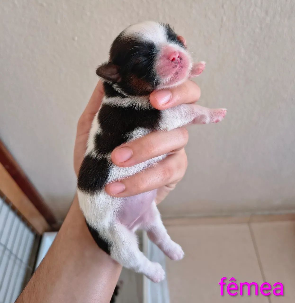 Filhotes de Shih Tzu Micro legítimos - Foto 4