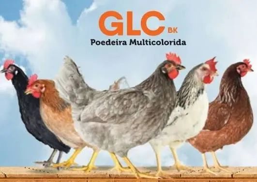Pintinhos poedeira glc Ovos azul e verde  - Foto 4