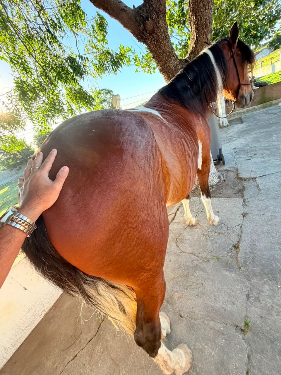 Cavalo  - Foto 2