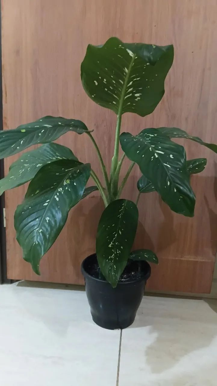 Comigo ninguém pode  - Foto 2