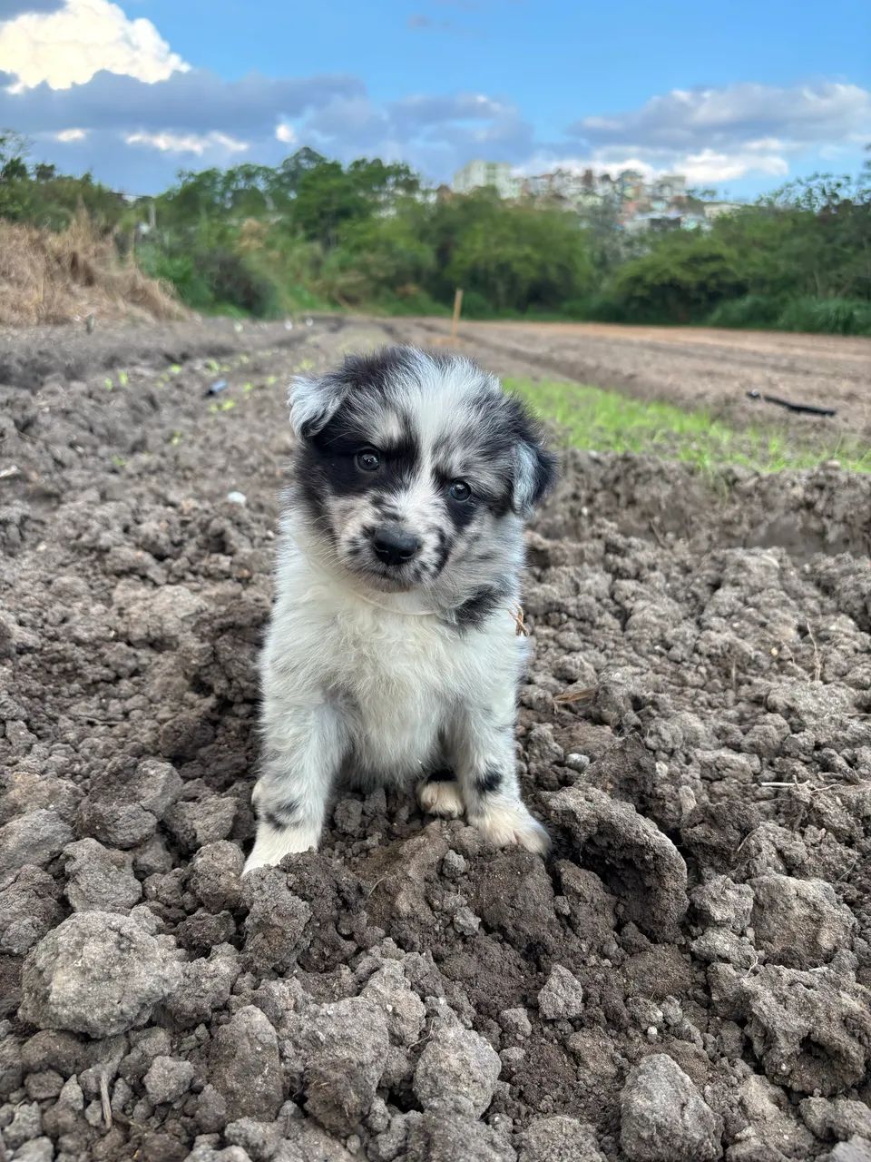 Border collie 