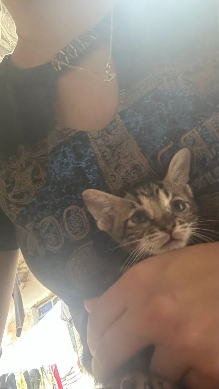 Doação de gato  - Foto 3