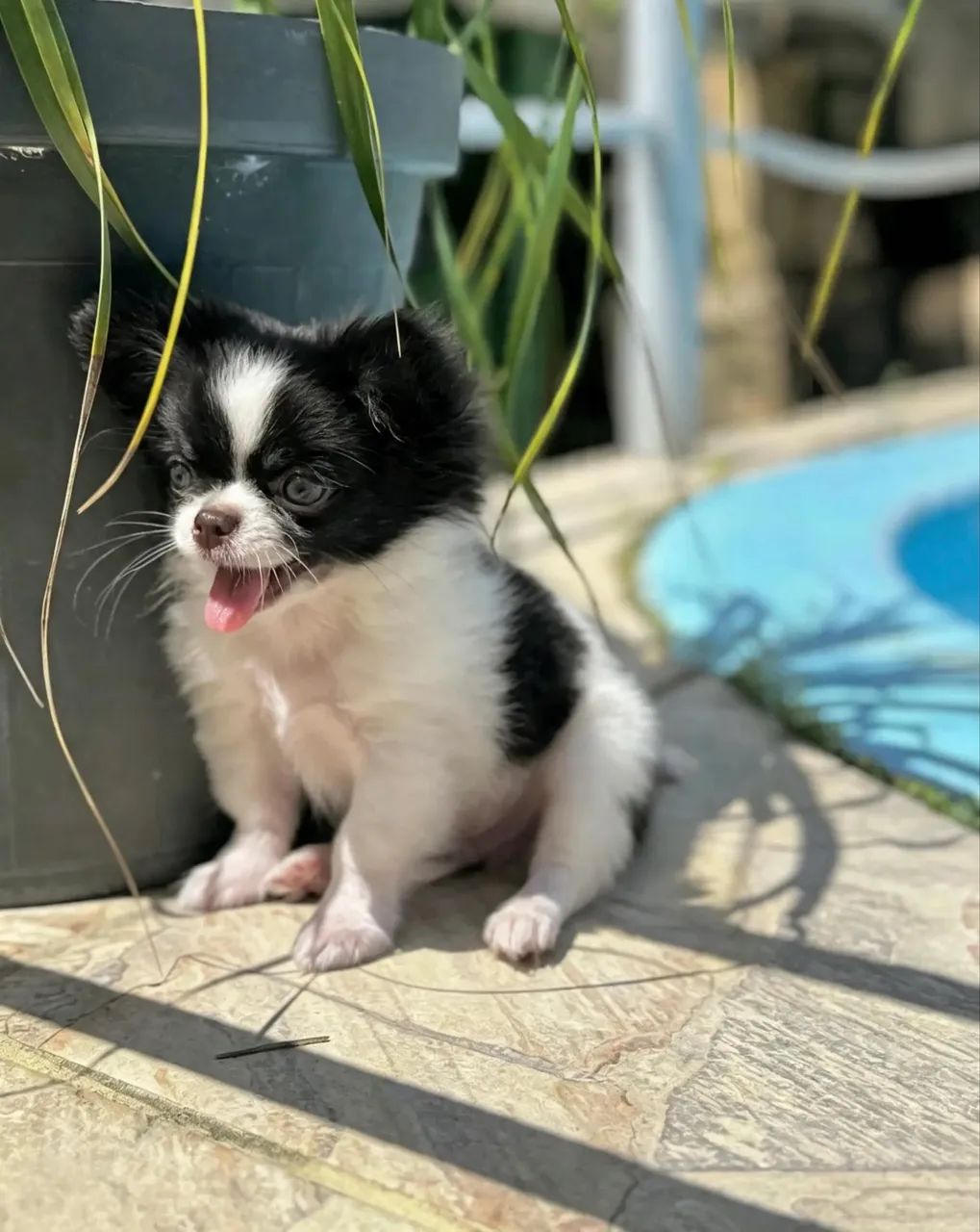 Chihuahua Bebê  - Foto 2