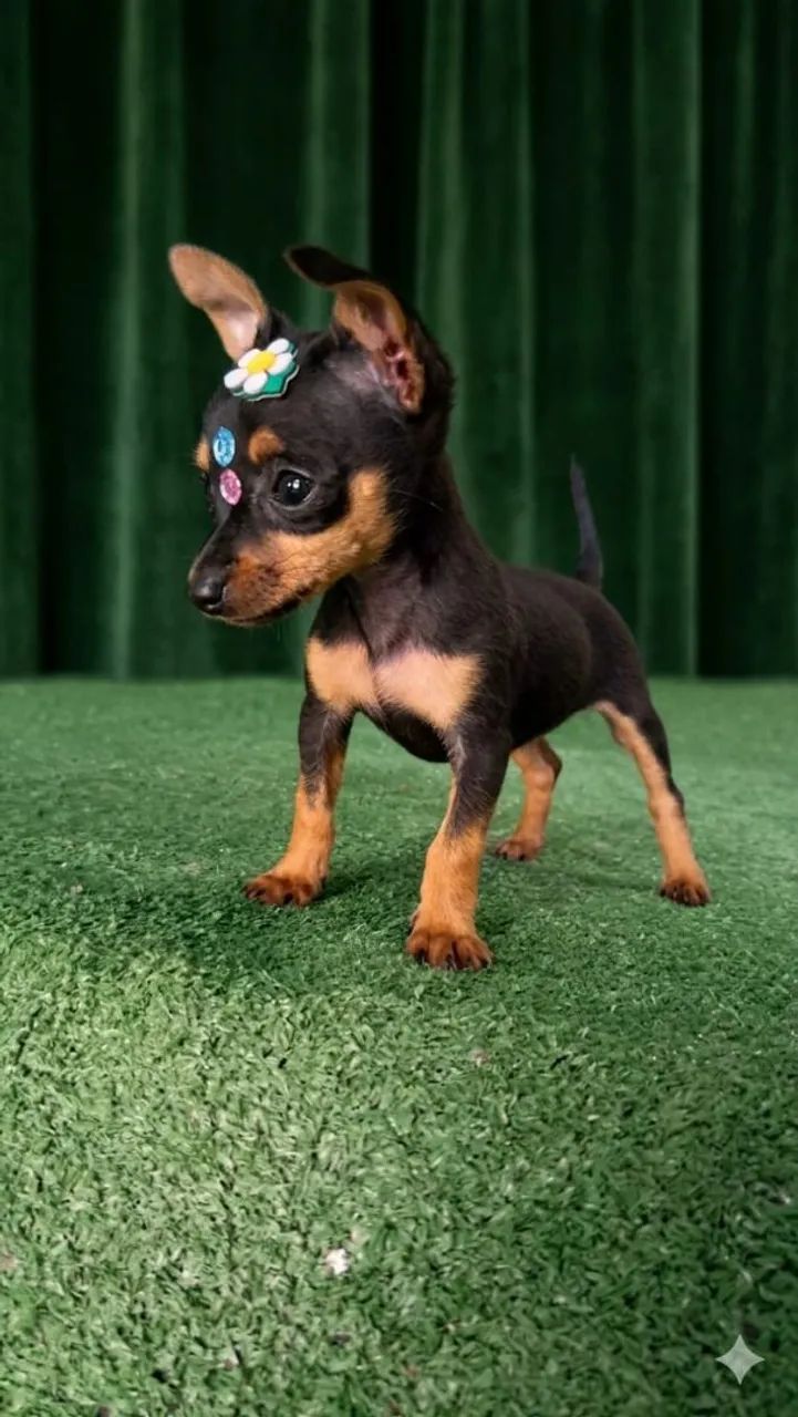 Pinscher Zero Com Garantia e Pedigree  - Foto 3