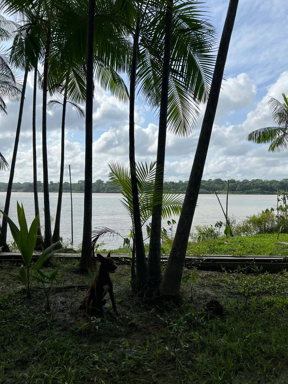 Ilha do Combú - 55 mil  - Foto 5