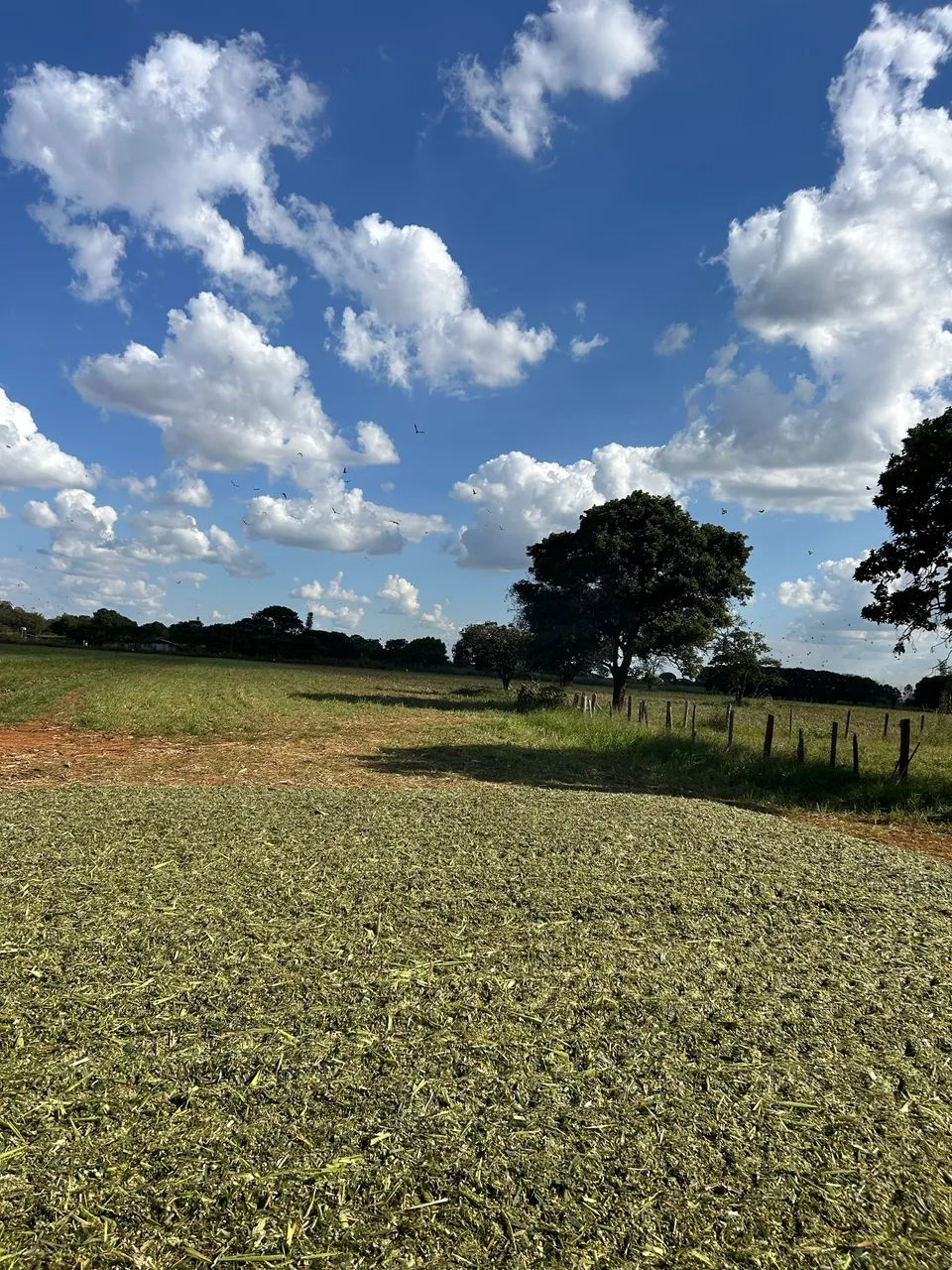 Silagem de milho  - Foto 4