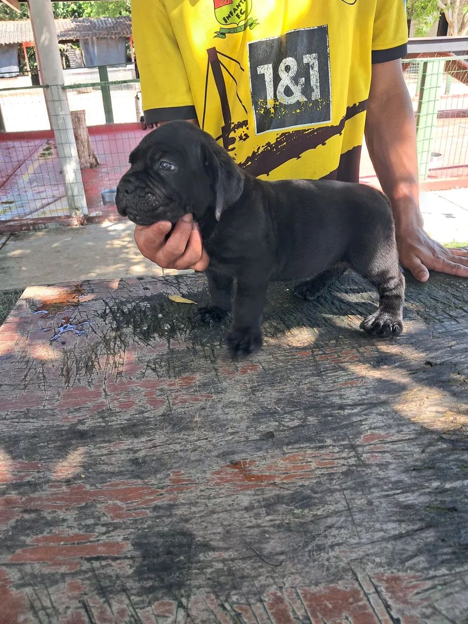 Cane corso italiano - Foto 3