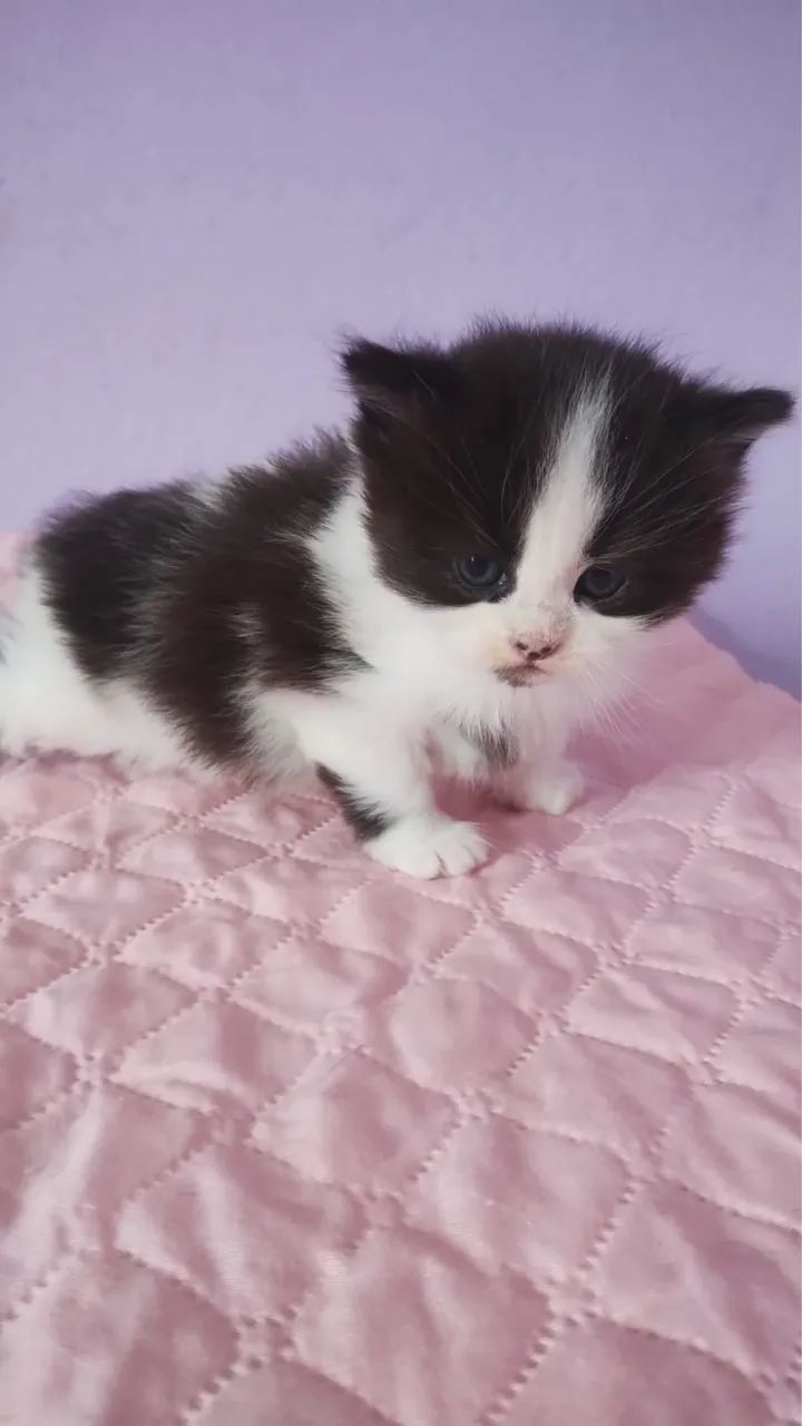 Maine coon 