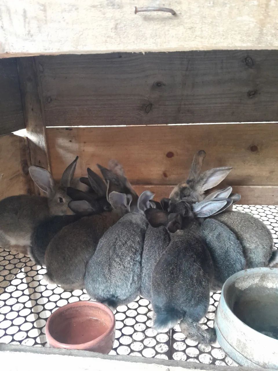 Coelhos gigante . - Foto 2
